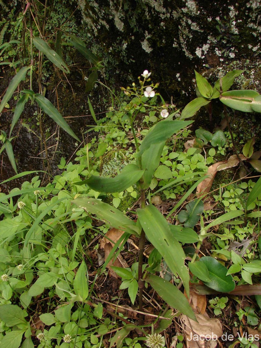 Murdannia zeylanica (C.B.Clarke) G.Brückn.